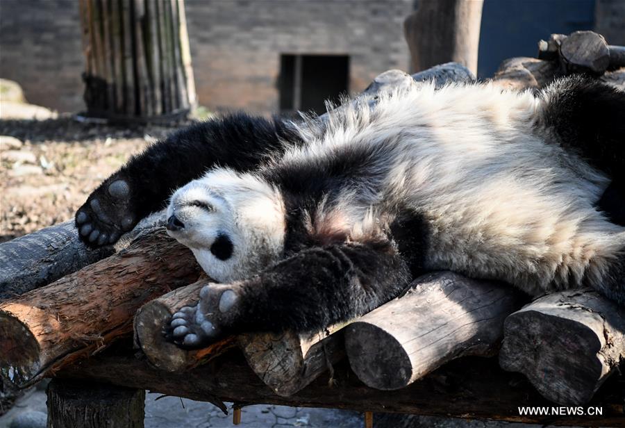 **CHINA-SICHUAN-DUJIANGYAN-GIANT PANDA (CN)