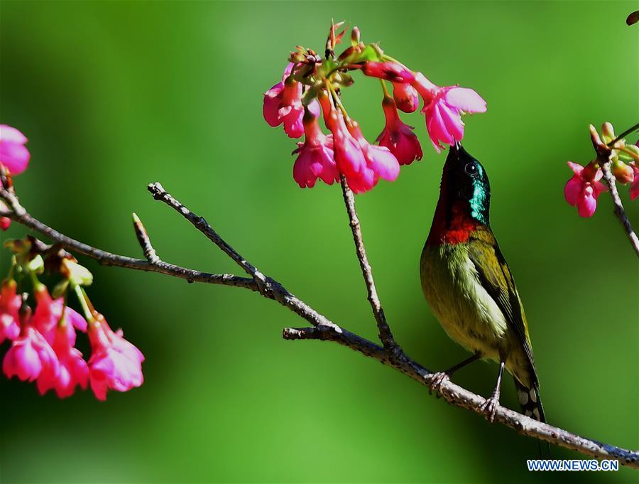 CHINA-FUJIAN-CHEERY BLOSSOM-BIRDS (CN)