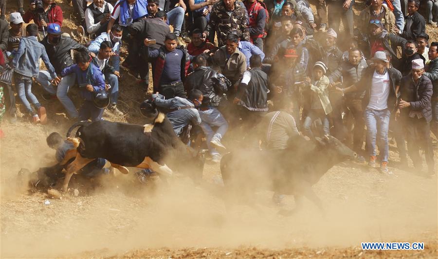 NEPAL-NUWAKOT-MAGHESAKRANTI FESTIVAL-BULL FIGHT