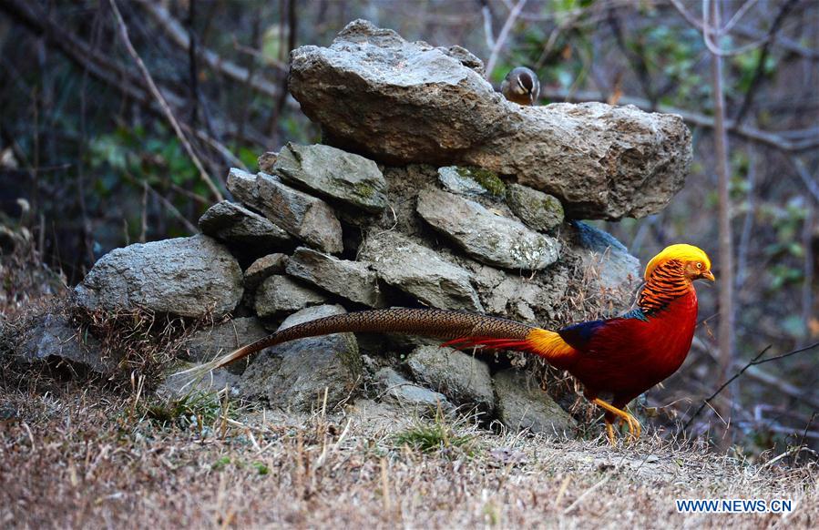 CHINA-SHAANXI-GOLDEN PHEASANT (CN)