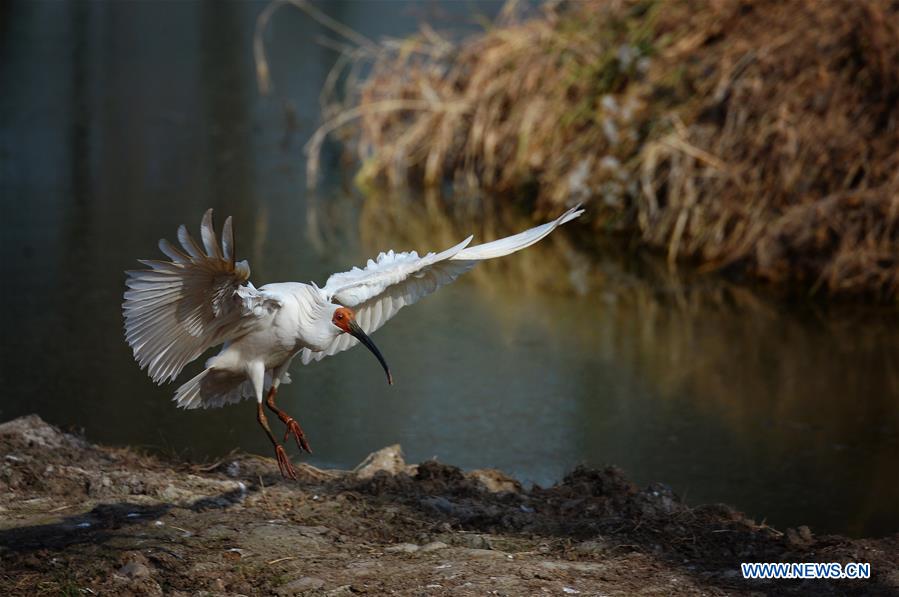 CHINA-SHAANXI-CRESTED IBIS (CN)