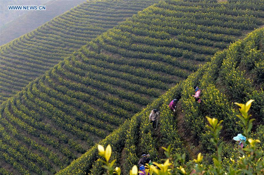 #CHINA-GUIZHOU-DANZHAI-TEA GARDEN (CN)