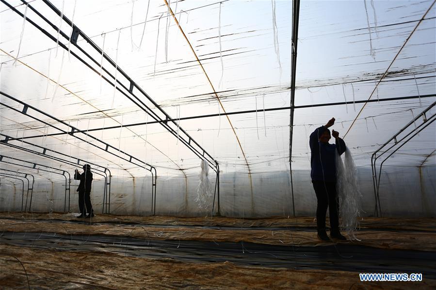 #CHINA-WINTER-DAHAN-SOLAR TERM-FARM WORK (CN)