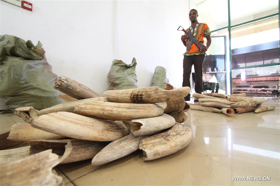 TANZANIA-DAR ES SALAAM-HIPPO TEETH-AUCTION