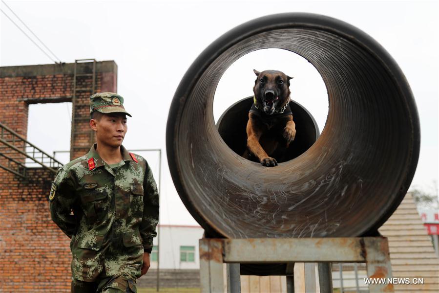 #CHINA-HAINAN-POLICE DOG-SPRING FESTIVAL-YEAR OF DOG(CN)