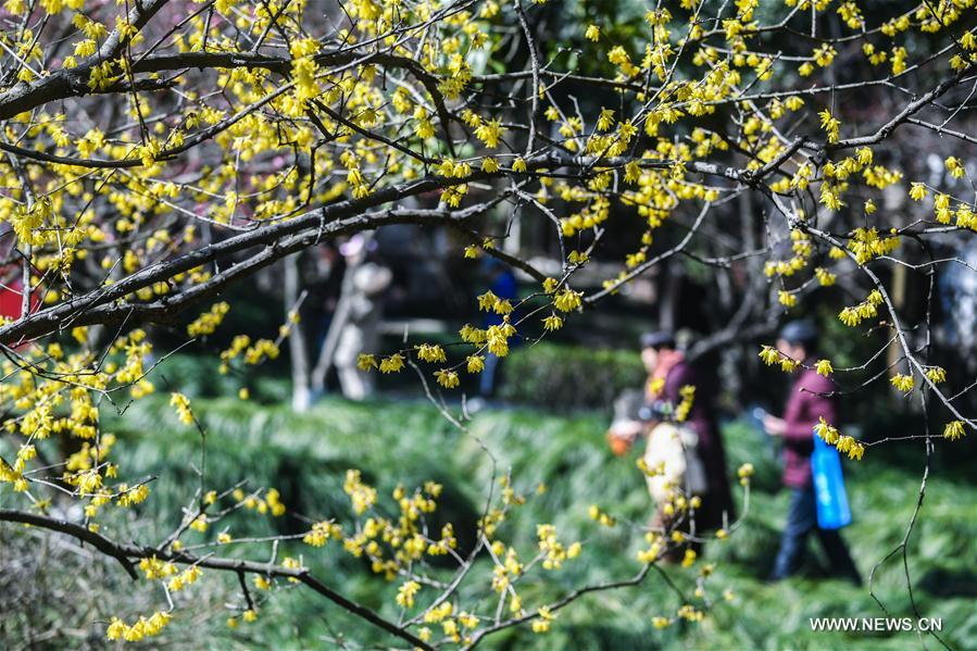 CHINA-ZHEJIANG-HANGZHOU-PLUM BLOSSOM (CN)