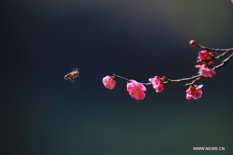 #CHINA-BEGINNING OF SPRING-FLOWER(CN)