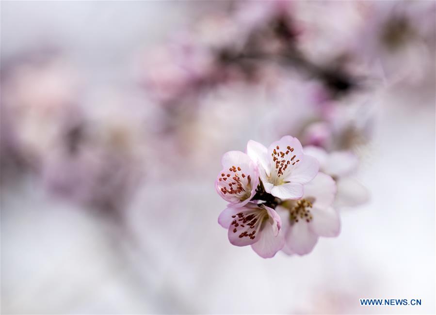 #CHINA-SHANXI-PEACH BLOSSOMS-SCENERY (CN)