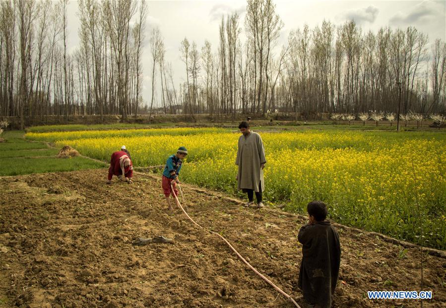 INDIA-KASHMIR-SRINAGAR-MUSTARD BLOSSOM-SPRING