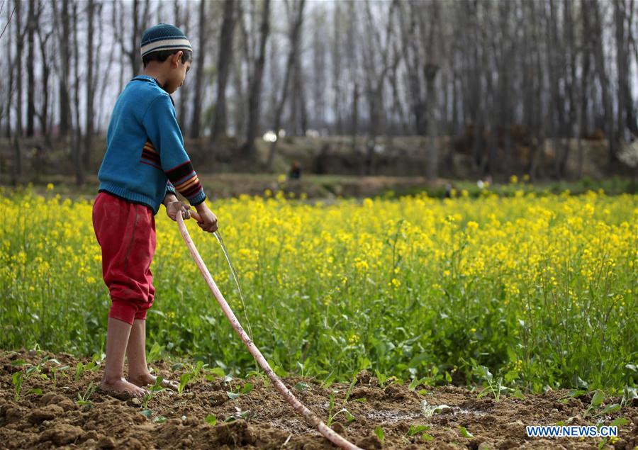 INDIA-KASHMIR-SRINAGAR-MUSTARD BLOSSOM-SPRING