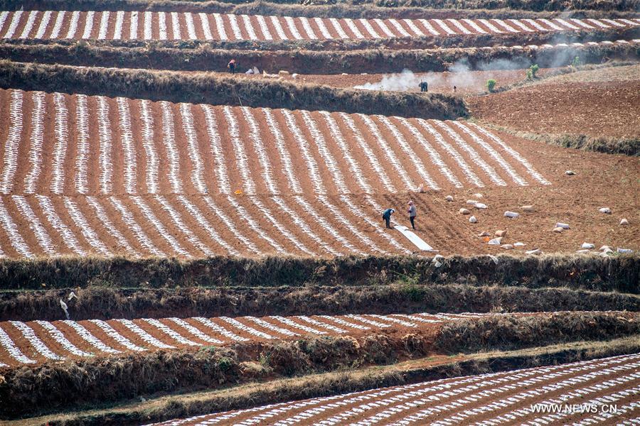 CHINA-YUNNAN-KUNMING-FARM WORK (CN)