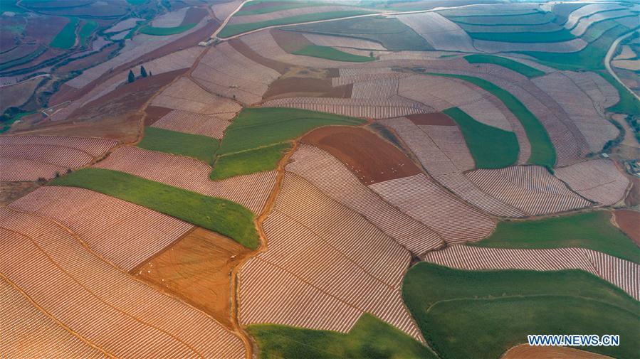 CHINA-YUNNAN-DONGCHUAN RED LAND-SCENERY (CN)