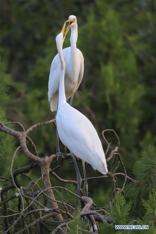 #CHINA-JIANGSU-EGRETS(CN)