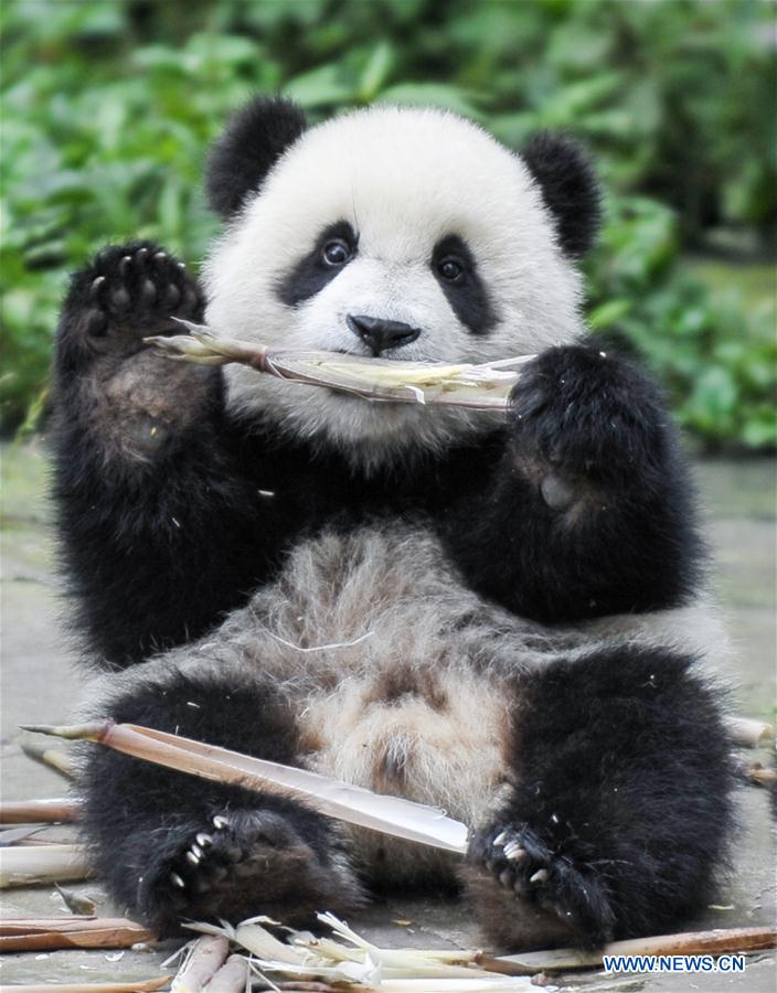 CHINA-SICHUAN-PANDA CENTER-CONSERVATION-RESTORATION (CN)