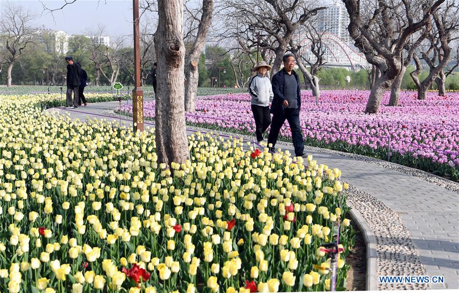 CHINA-GANSU-YONGJING-TULIPS (CN)