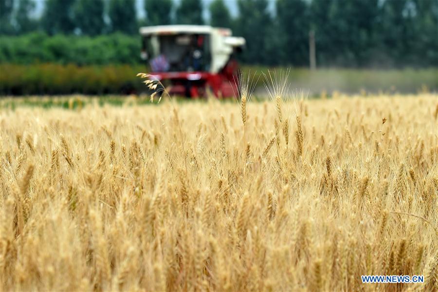 CHINA-SHANXI-WHEAT-HARVEST (CN)