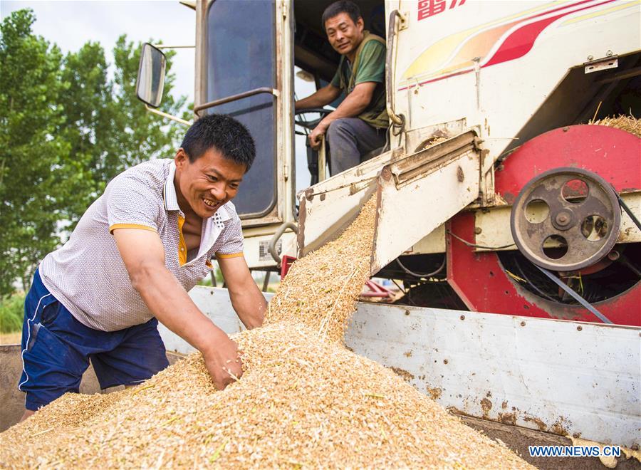 CHINA-HEBEI-HENGSHUI-WHEAT HARVEST (CN)