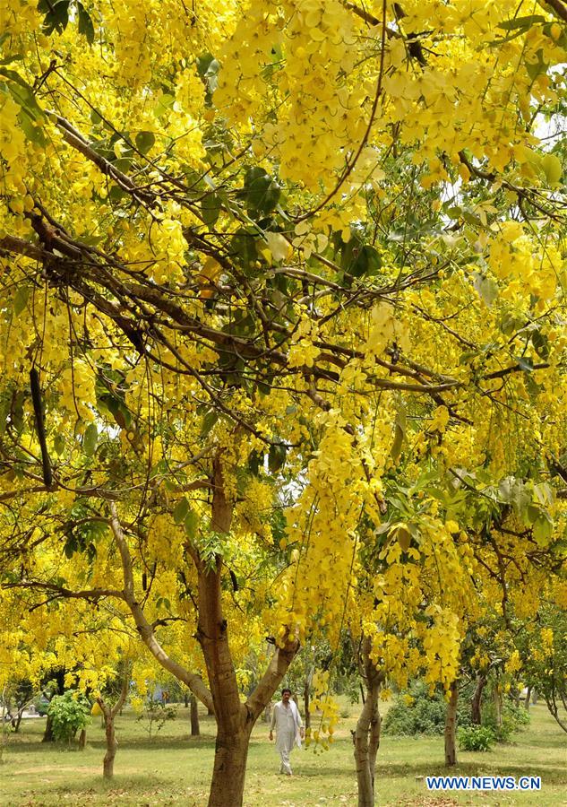 PAKISTAN-ISLAMABAD-CASSIA FISTULA-BLOOM-DAILY LIFE