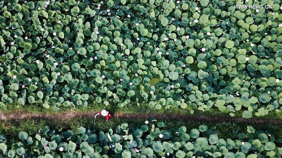 CHINA-ANHUI-TONGLING-LOTUS(CN)