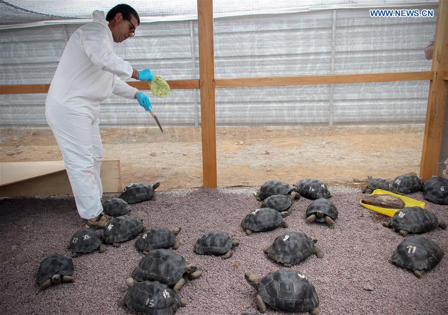 ECUADOR-BALTRA ISLAND-PERU-GIANT TORTOISES 