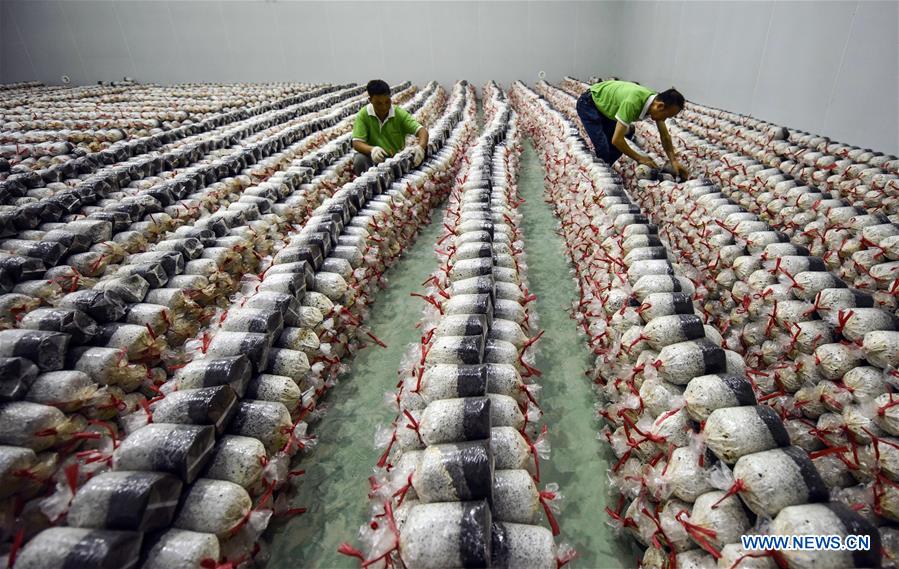 #CHINA-GUIZHOU-AGRICULTURE-EDIBLE FUNGI (CN)