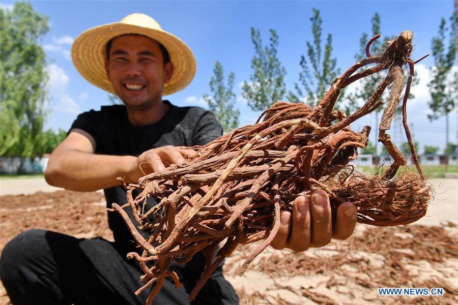 CHINA-HEBEI-CHINESE HERB-PLANTATION (CN)