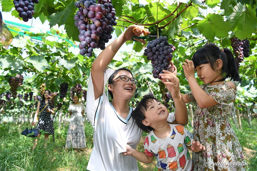 CHINA-NANCHANG-GRAPE-HARVEST (CN)