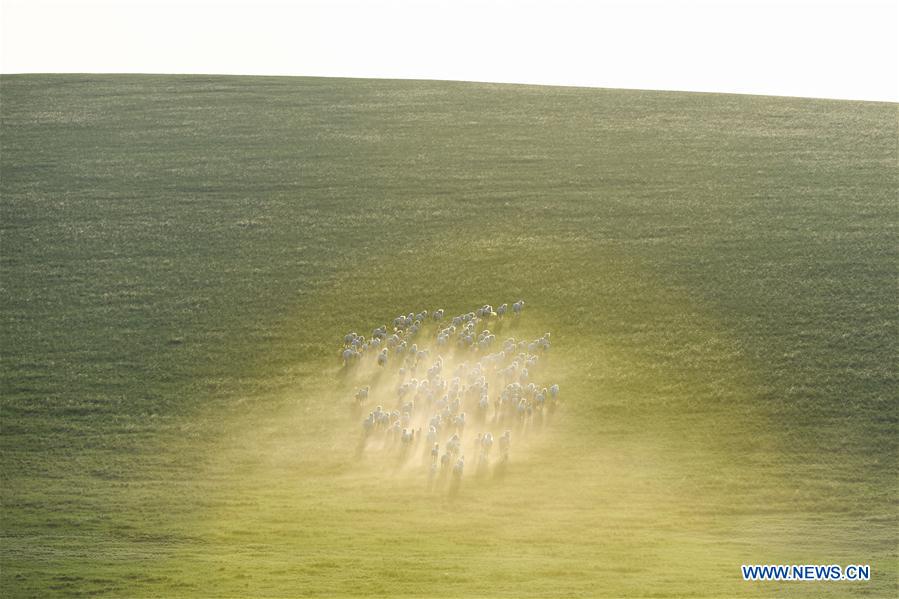 CHINA-INNER MONGOLIA-XILIN GOL-HORSE-SCENERY (CN)