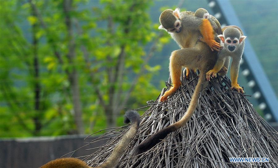 #CHINA-JIANGSU-SUZHOU-SQUIRREL MONKEYS (CN)