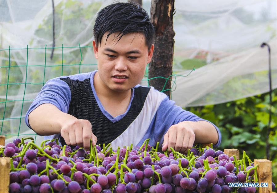 CHINA-HEBEI-YONGQING-GRAPES-HARVEST (CN)