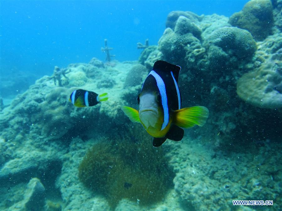 CHINA-HAINAN-CORAL REEF-PROTECTION (CN)