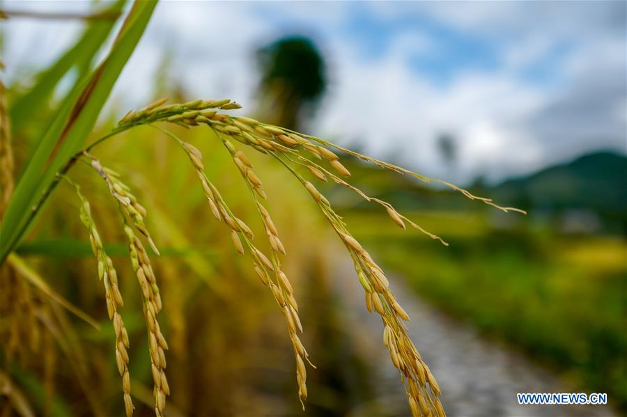 CHINA-CHONGQING-FARMWORK-TOURISM (CN)