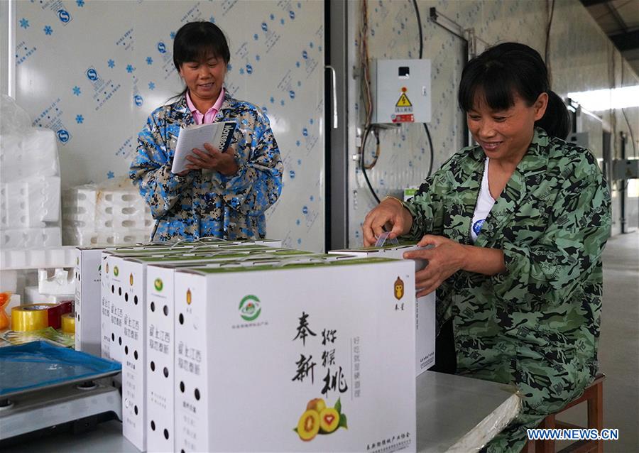 CHINA-JIANGXI-KIWI FRUIT-PLANTING (CN)