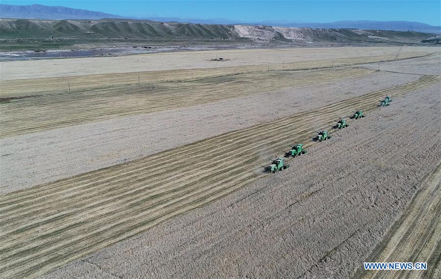 CHINA-QINGHAI-HAINAN-HIGHLAND BARLEY-HARVEST (CN)