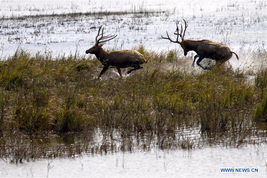 #CHINA-JIANGSU-YANCHENG-MILU DEER (CN)