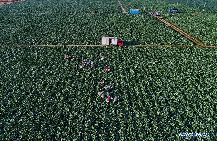 CHINA-HEBEI-CAULIFLOWERS CULTIVATION (CN)