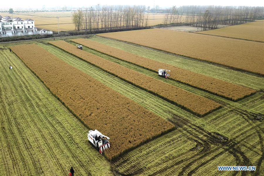 #CHINA-JIANGSU-RICE-HARVEST (CN)