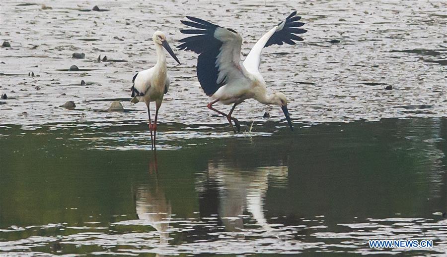 CHINA-ANHUI-WHITE STORK (CN)