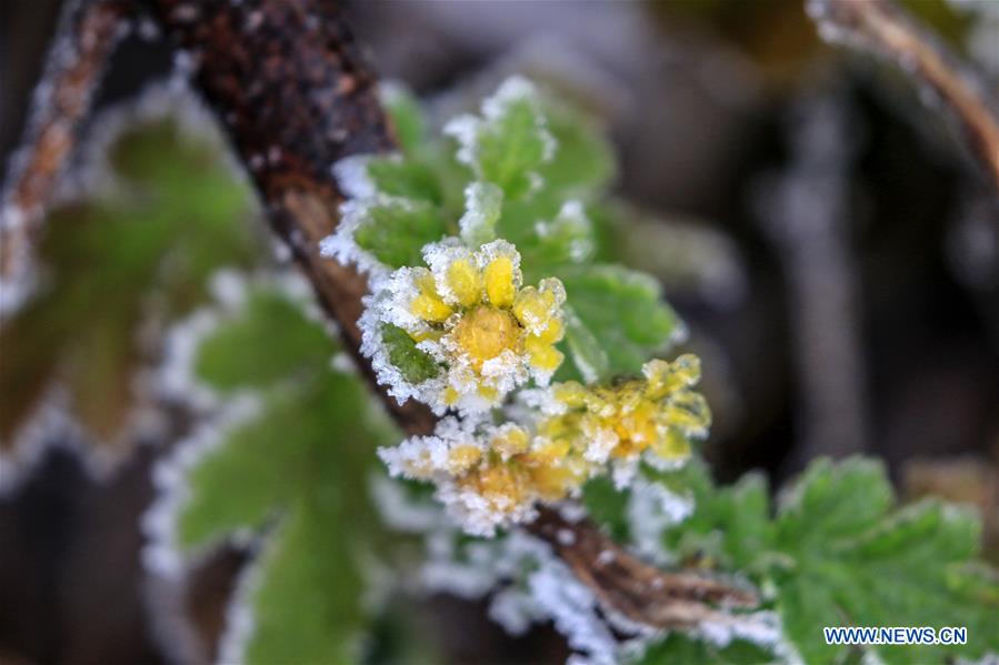 #CHINA-HUNAN-XIANGXI-SNOW-PLANTS (CN)