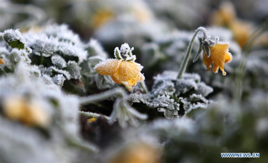 #CHINA-JIANGSU-FROSTED PLANTS(CN)