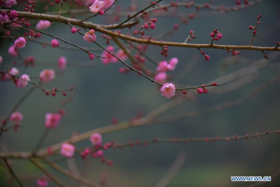 CHINA-HUBEI-ENSHI-PLUM BLOSSOM (CN)