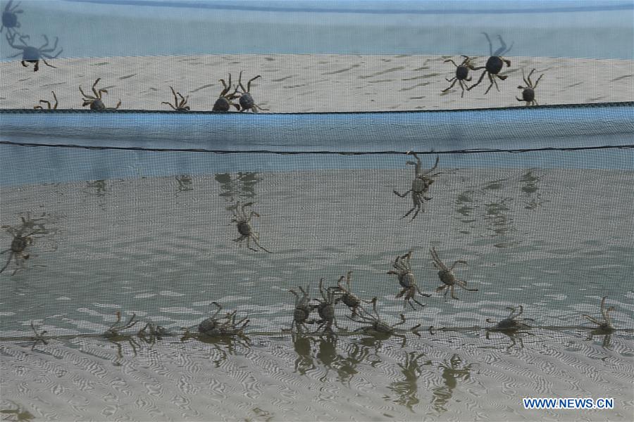 #CHINA-JIANGSU-HUAIAN-AQUACULTURE-CRAB (CN)