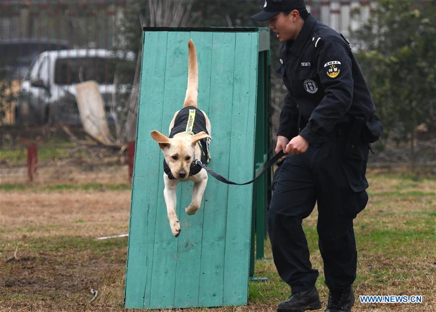 CHINA-HUBEI-WUHAN-POLICE DOG-TRAINING (CN) 