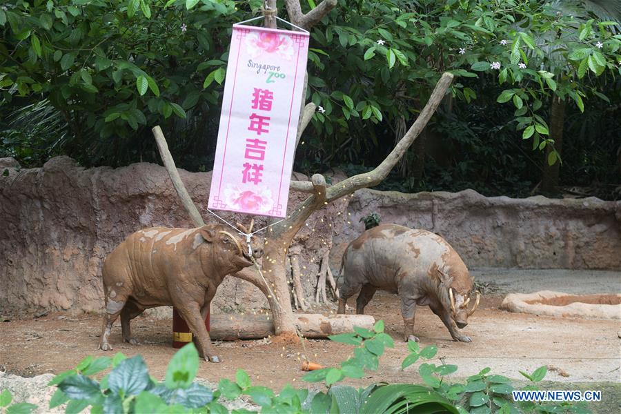 SINGAPORE-ZOO-YEAR OF THE PIG-DECORATIONS