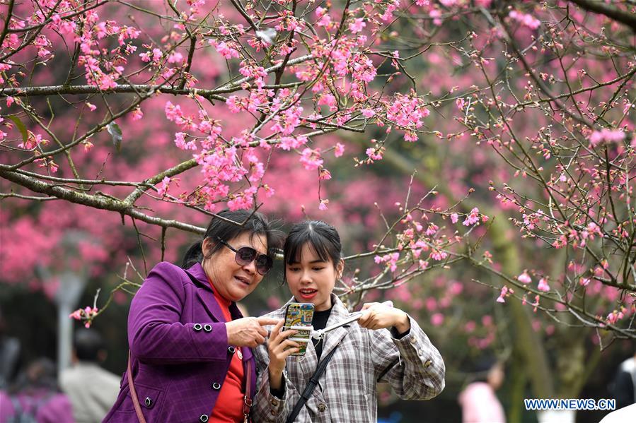 CHINA-GUANGXI-SPRING FESTIVAL-CHERRY FLOWER (CN)