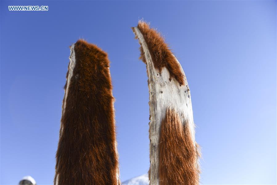 Xinhua Headlines: Ski lovers slide on fur snowboards in Xinjiang