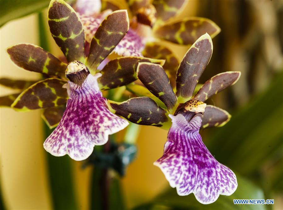 U.S.-GLENCOE-CHICAGO BOTANIC GARDEN-ORCHID SHOW