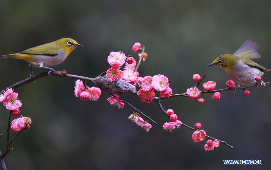 #CHINA-HUNAN-HENGYANG-BIRD-PLUM BLOSSOM (CN)