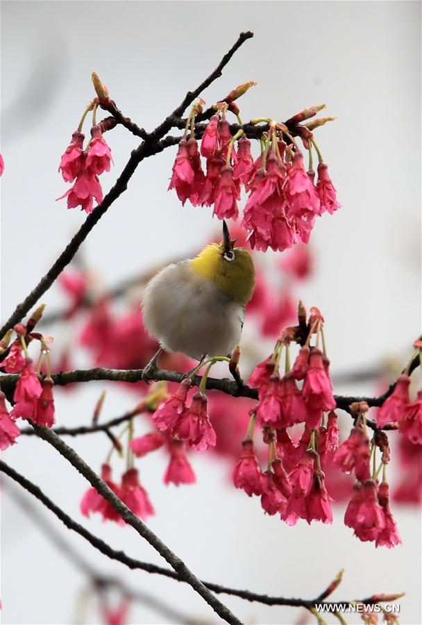 #CHINA-SPRING-SCENERY-BIRDS AND FLOWERS (CN)