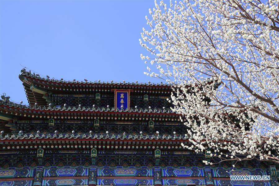 #CHINA-BEIJING-PEACH BLOSSOMS (CN)